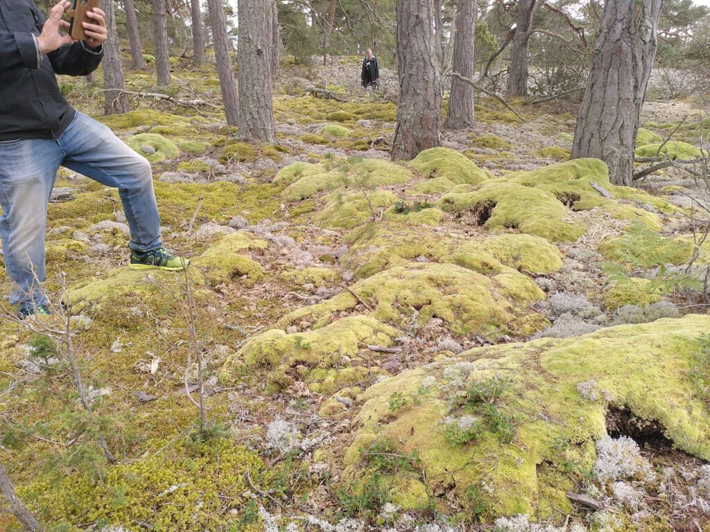 blåmossa